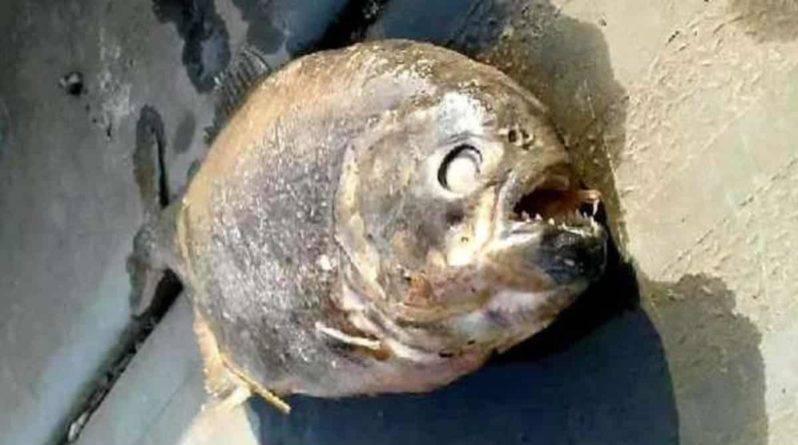В озере Йоркшира рыбаки нашли смертоносных плотоядных пираний - theuk - Великобритания
