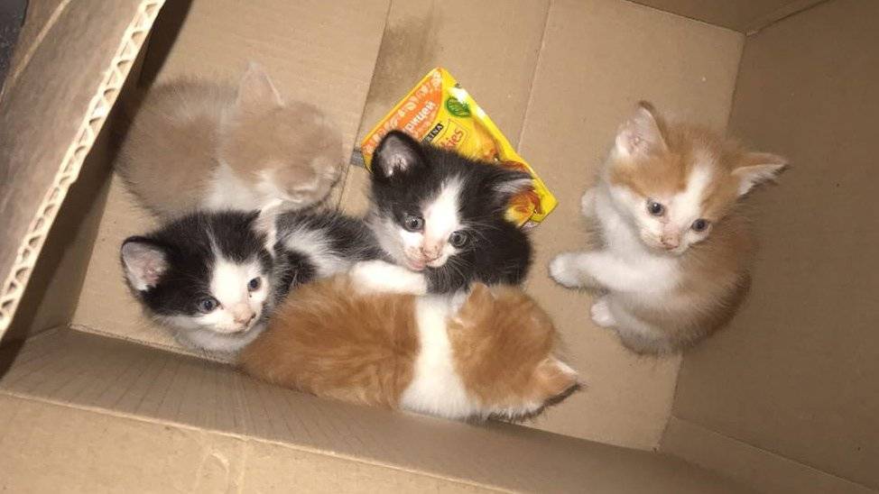 Взять котенка в тюмени. Котята из тюмени. Котята в липецке. Тюменские котята. Взять котенка в тюмени.