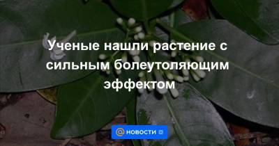 Ученые нашли растение с сильным болеутоляющим эффектом - news.mail.ru - Самоа