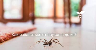 Как избавиться от пауков в доме? - skuke.net