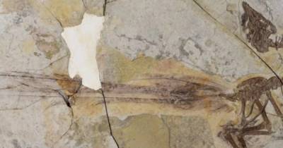 Жил 120 млн лет назад. Ученые обнаружили предка современных птиц с очень непрактичным хвостом - focus.ua - Китай - Украина