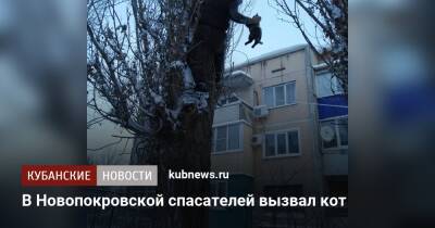 В Новопокровской спасателей вызвал кот - kubnews.ru - Анапа - Новороссийск