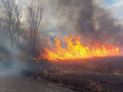 В Одесской области горел национальный природный парк - gordonua.com - Украина - Одесская обл.