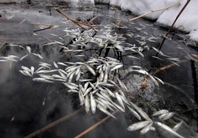 Андрей Миронов - Массовая гибель рыбы произошла в Чебоксарском заливе из-за низкого уровня кислорода в воде - interfax-russia.ru - респ. Чувашия - Чебоксары
