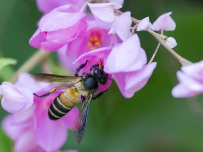 Энтомолог выяснил, где останавливаются на отдых перелетные пчелы - polit.ru - США - Индия - Филиппины - Таиланд - Шри Ланка