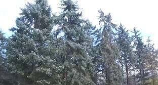 Активисты раскритиковали ответ чиновников по роще голубых елей в Нальчике - kavkaz-uzel.eu - Россия - Нальчик - респ. Кабардино-Балкария - Долинск