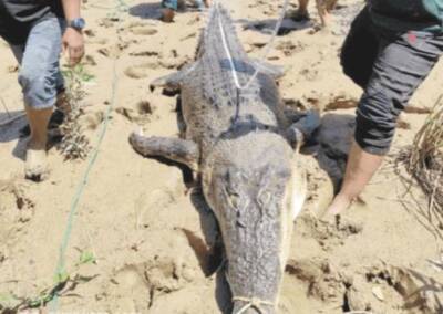 Индонезия - В Индонезии в брюхе 7-метрового крокодила-людоеда охотники нашли съеденного человека - bloknot.ru - Indonesia