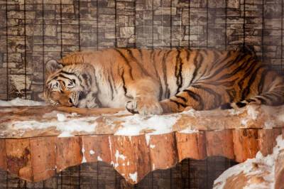 Сахалинский зоопарк начал принимать посетителей - sakhalin.info