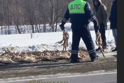 На Сахалине поймали браконьеров, забивших автомобиль незаконно выловленным камчатским крабом - mk.ru