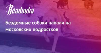 Бездомные собаки напали на московских подростков - readovka.news - Москва - Москва