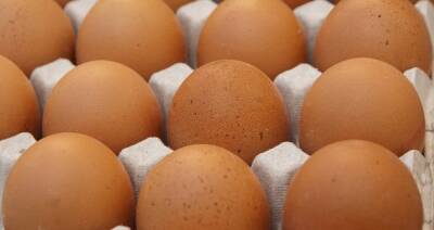 Российские птицефабрики опять столкнулись с нехваткой инкубационных яиц - produkt.by - Россия - Китай - Белоруссия - Германия - Франция - Голландия