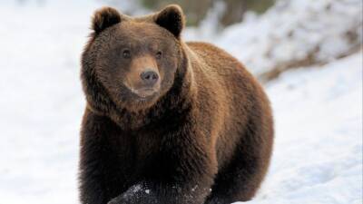 Блогер из Мытищ привела медведя в квартиру и расплакалась из-за блокировки видео - 5-tv.ru