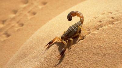 Плюс одна фобия: семья случайно привезла с отдыха скорпиона - belta.by - Белоруссия - Коста Рика