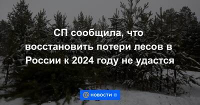 СП сообщила, что восстановить потери лесов в России к 2024 году не удастся - news.mail.ru - Россия - Томская обл.