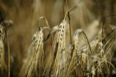Минсельхоз: средства от экспортной пошлины на зерно направили на поддержку аграриев - pnp - Россия - Госдума