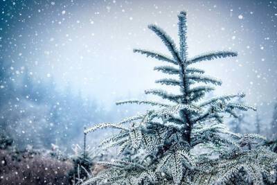 28 января в Смоленскую область придет потепление и пойдет мокрый снег - mk-smolensk.ru - Смоленск - Смоленская обл.