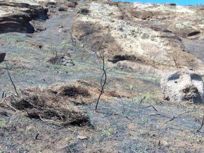 Пожар повредил 177 древних монолитов на острове Пасхи - ЮНЕСКО - unn.com.ua - Украина - Киев - Одесса - Чили