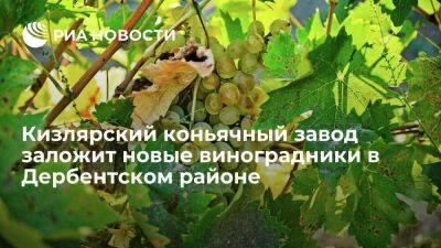 Кизлярский коньячный завод заложит более 240 гектаров виноградников в Дербентском районе - smartmoney.one - Россия - респ. Дагестан