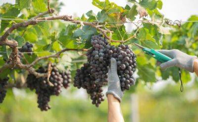 На Кипре появится профсоюз виноградарей? - vkcyprus.com - Кипр