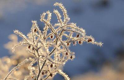 Прогноз погоды: первый день зимы в Твери будет морозным - afanasy.biz - Россия - Тверь - Тверская обл.