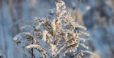 Ночные морозы до -14°С и гололедица ожидаются в Беларуси 1 декабря - grodnonews.by - Белоруссия