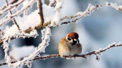 Мороз - Зима в Україні розпочнеться чітко за графіком – морози нагрянуть вже завтра - lenta.ua - Украина