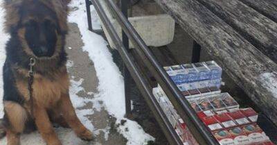 ФОТО. Во время тренировки щенок овчарки нашел нелегальные сигареты - rus.delfi.lv - Минск - Латвия
