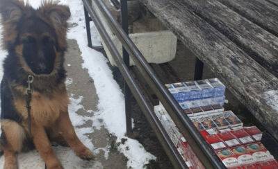 Служебная собака во время тренировки обнаружила тайник с настоящей контрабандой - obzor.lt - Минск - Латвия