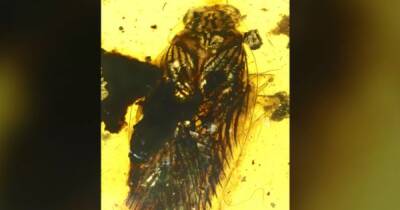 Усачи с выразительным взглядом. Ученые показали, как выглядели тараканы 100 млн лет назад - focus.ua - Украина - Бирма