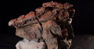 Австралия - Ученые обнаружили останки древнего крокодила, который съел целого динозавра (фото) - focus.ua - Украина - Австралия