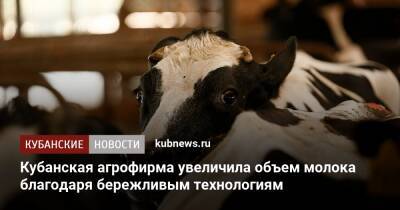 Кубанская агрофирма увеличила объем молока благодаря бережливым технологиям - kubnews.ru - Краснодарский край