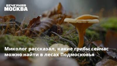 Михаил Вишневский - Миколог рассказал, какие грибы сейчас можно найти в лесах Подмосковья - vm - Московская обл.