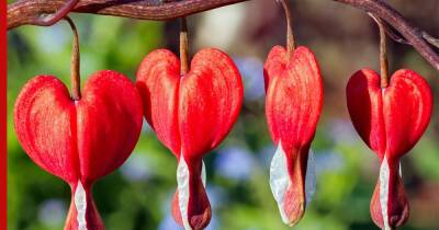 Зацветут поздней весной: 6 лучших растений для сада - profile.ru