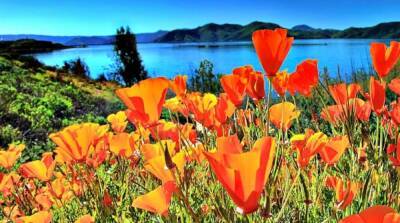 Где в Калифорнии полюбоваться цветением полевых цветов? - usa - США - Лос-Анджелес - Сан-Диего - шт. Калифорния - state California