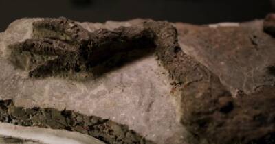 Ученые нашли окаменелость динозавра, умершего в день падения астероида-убийцы (фото) - focus.ua - США - Украина - Мексика - штат Северная Дакота