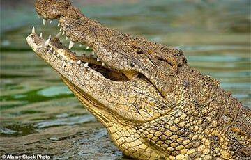 Во Вьетнаме нашли ранее неизвестный вид крокодила - charter97.org - Китай - Белоруссия - Индия - Вьетнам - Таиланд - Непал