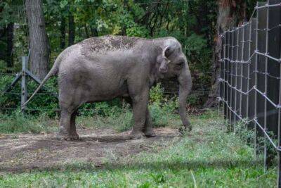 В суде Нью-Йорка рассматривается иск о праве слона на освобождение из зоопарка - lenta.ua - США - Украина - штат Теннесси - Нью-Йорк - Нью-Йорк - шт. Калифорния