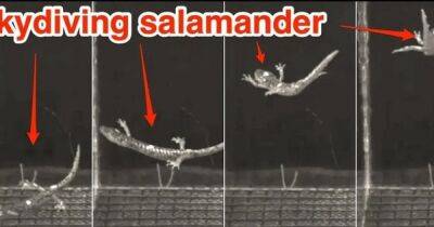 В позе парашютиста. Ученые увидели, как саламандры управляют свободным падением (видео) - focus.ua - Украина - шт.Флорида