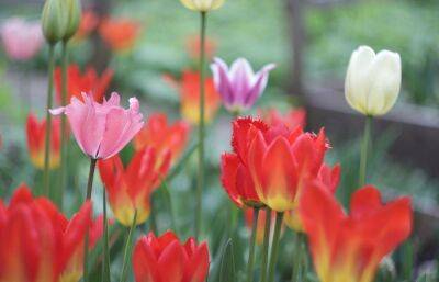 Ботанический сад приглашает жителей Твери на «Бал тюльпанов» - afanasy.biz - Тверь