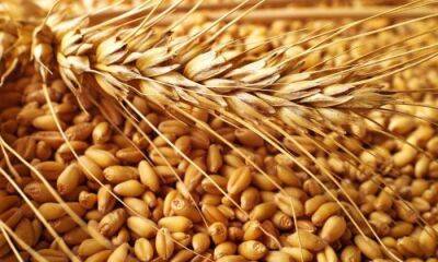 Запасів пшениці у світі залишилося на 10 тижнів - vchaspik.ua - Украина - Covid-19