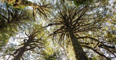 Более 5000 лет: в Чили обнаружили самое старое дерево в мире - focus.ua - Украина - Англия - Париж - шт. Калифорния - Чили