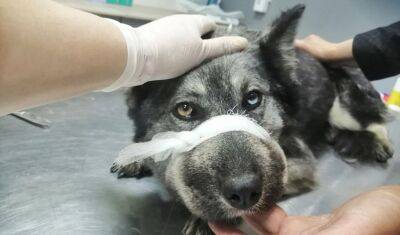 В Тюмени ветврачи пытаются спасти собаку, у которой нет шеи - nashgorod.ru - Тюмень
