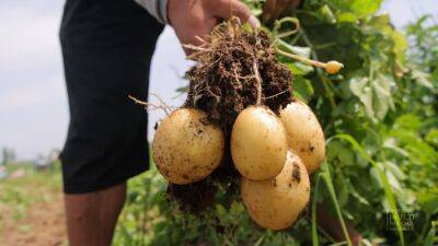 В Узбекистане в этом году планируется вырастить 4,1 млн тонн картофеля. Это позволит стабилизировать рост цен и удовлетворить внутренний спрос - podrobno.uz - Россия - Украина - Узбекистан - Молдавия - Грузия - Белоруссия - Польша - Таджикистан - Ташкент