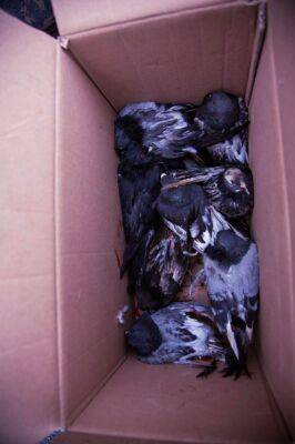 В Харькове спасли 16 голубей, которых контузило после вчерашнего взрыва на Павловом Поле (фото) - objectiv.tv - Украина - Харьков