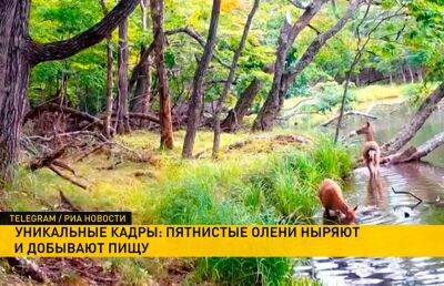 В Приморском крае ученые засняли ныряющих под воду в поисках пищи оленей - ont.by - Белоруссия - Приморье край