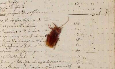 Михаил Гольд - В Британском национальном архиве нашли 300-летнего таракана - lenta.ua - Украина - Англия - Франция - Того - Гаити - Гвинея