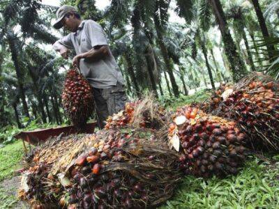 Индонезия - Индонезия отменяет таможенную пошлину на экспорт пальмового масла до 31 августа - unn.com.ua - США - Украина - Киев - Индонезия - Джакарта