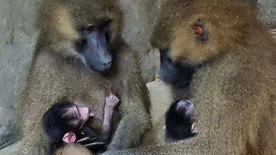 Видео: в зоопарке в Беэр-Шеве павианы-сфинксы из Франции родили трех детенышей - vesty.co.il - Израиль - Франция