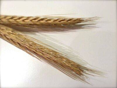 В Стамбул прибыл первый сухогруз с украинской пшеницей - smartmoney.one - Украина - Стамбул - Черноморск