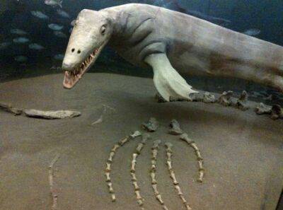 Гігантські останки мезозавра знайшли на півночі Техасу - lenta.ua - США - Украина